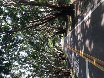 A tunnel of Banyon trees welcomes us to JI