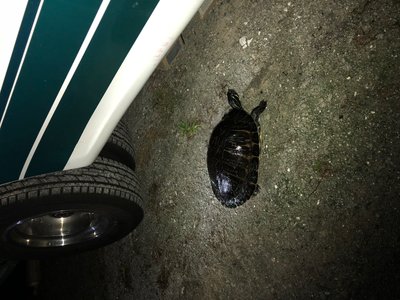 Visitor last night