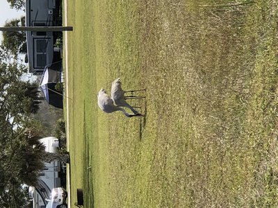 Sand Hill Cranes