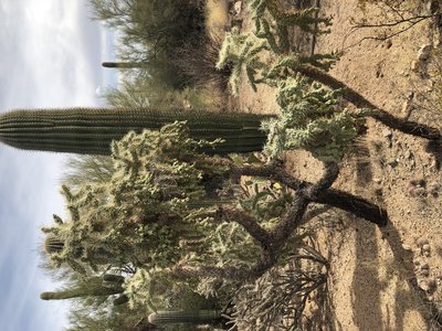 All the plants out here have sharp objects on them.