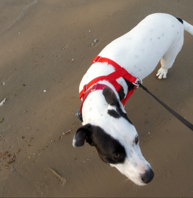 My pupper in crime - this is the only time I got her to stand still while we were out there!