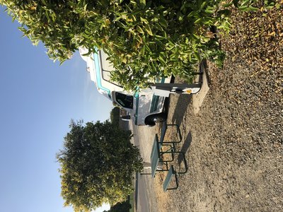 Amongst the orange trees
