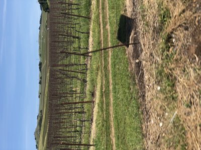 Napa vineyards