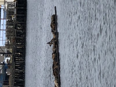 Crescent City marina