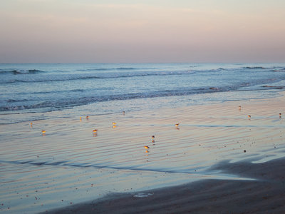Loved watching the birds hunt for food in the waves