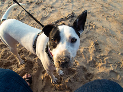 Dog loved digging holes in the sand, too!