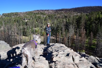 Our intrepid Schnauzer scales the rocks