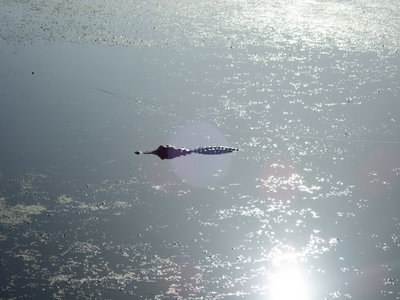 Young kid on a fishing pier was trying to catch this alligator while his dad wasn't looking. He lost his bait fish, but gator and child were both unharmed.