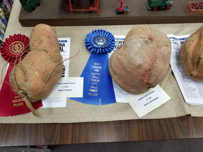 Yam Competition.jpg