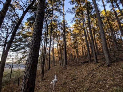 Nice walking trails around the lake and between the camping loops