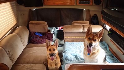 20150925_Pups Chicken Festival Trip.jpg